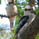 Kookaburras