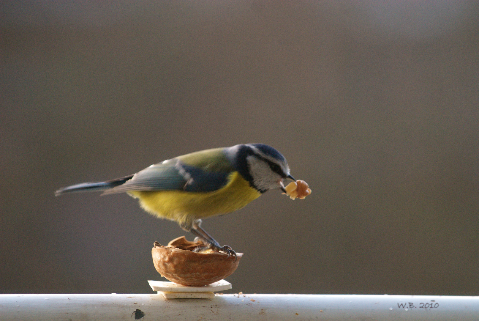 Koolmees Foto & Bild tiere, natur Bilder auf