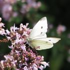 Koolwitje in de tuin!