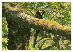 Kooomischer Vogel ! - War da was... ? (wie das Foto zustande kam...) 