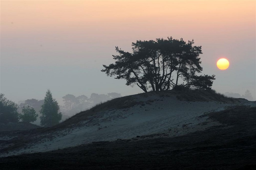 Kootwijkerzand in Nederland