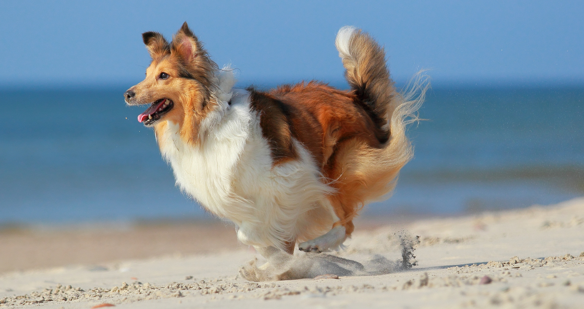 Kopa on the beach