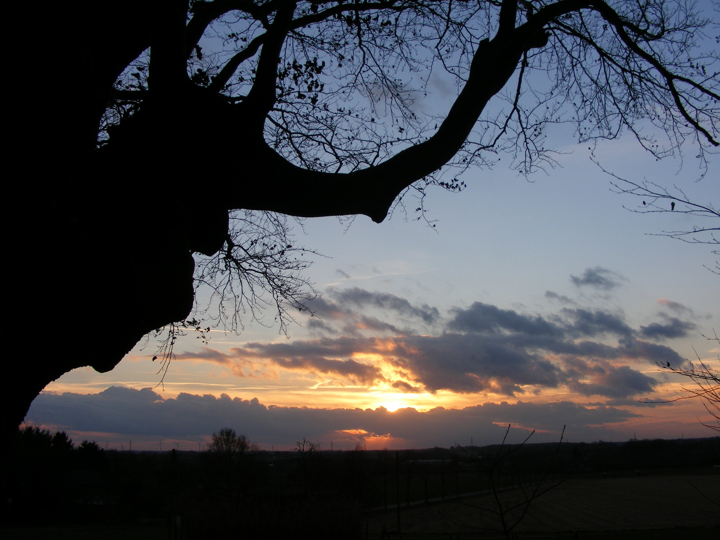 Kopbuche in Dämmerung