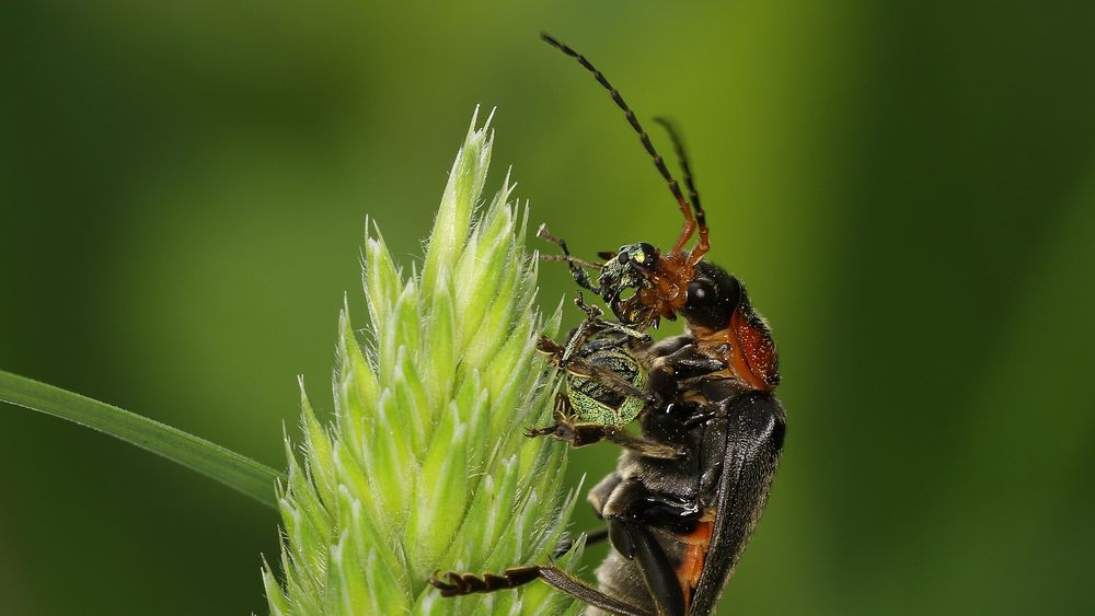 Kopf ab !!! Foto & Bild tiere, wildlife, insekten Bilder auf Kopf ab !!! Foto & Bild tiere, wildlife, insekten Bilder auf