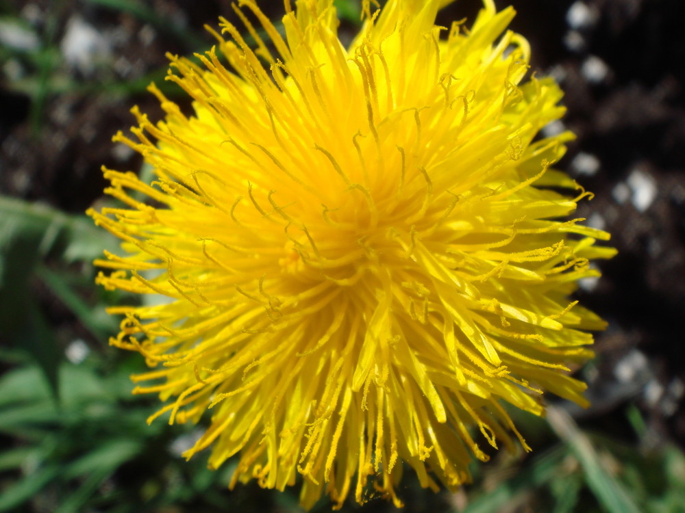 Kopf ähnelt einer Sonnenblume