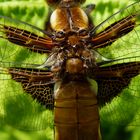 "Kopf auf dem Rücken?!!"(Libellula depressa)