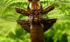 "Kopf auf dem Rücken?!!"(Libellula depressa)