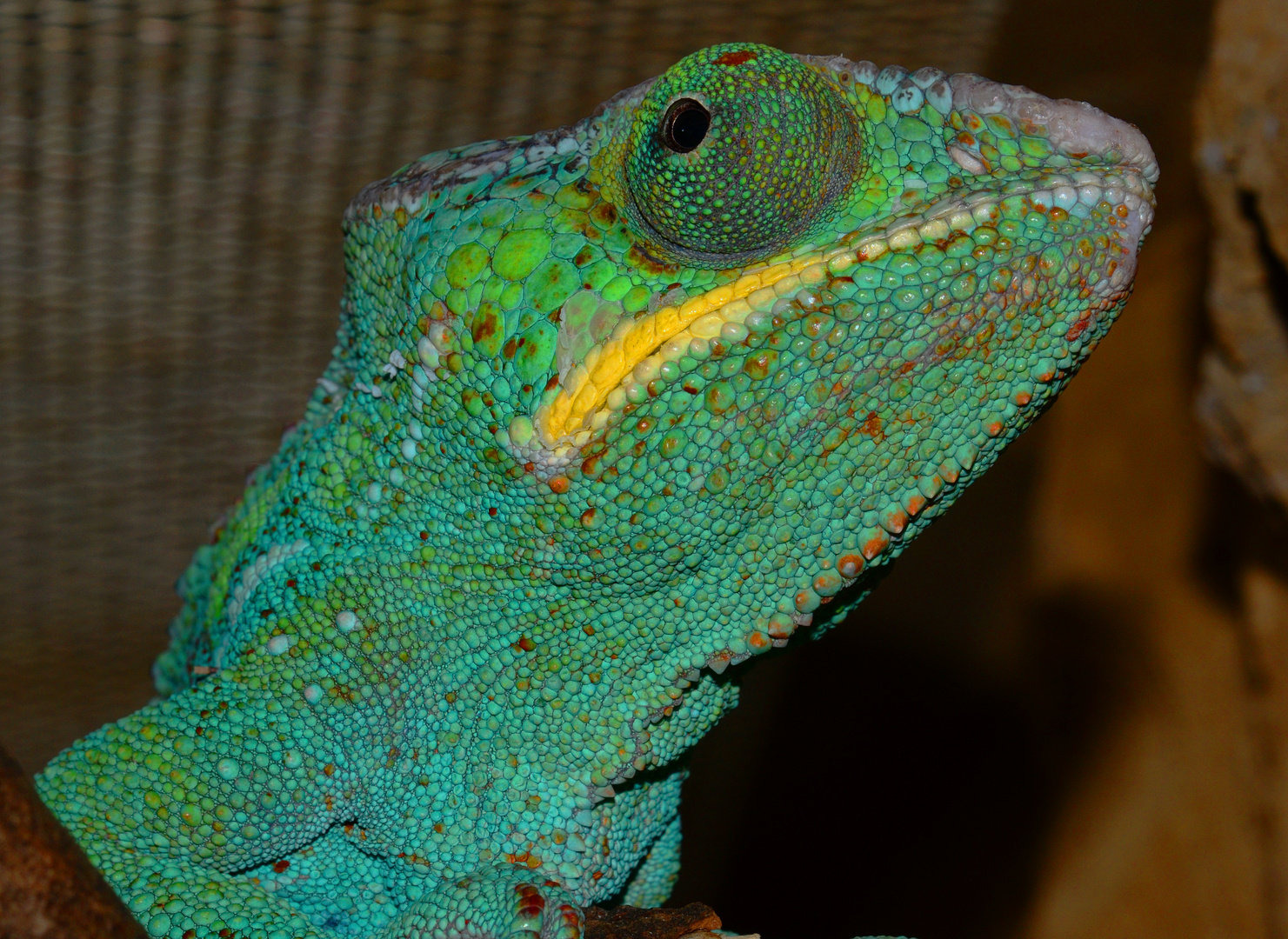 Kopf & Auge eines blaugrünen Chameläons