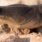 Kopf der Australischen Schlangenhalsschildröte