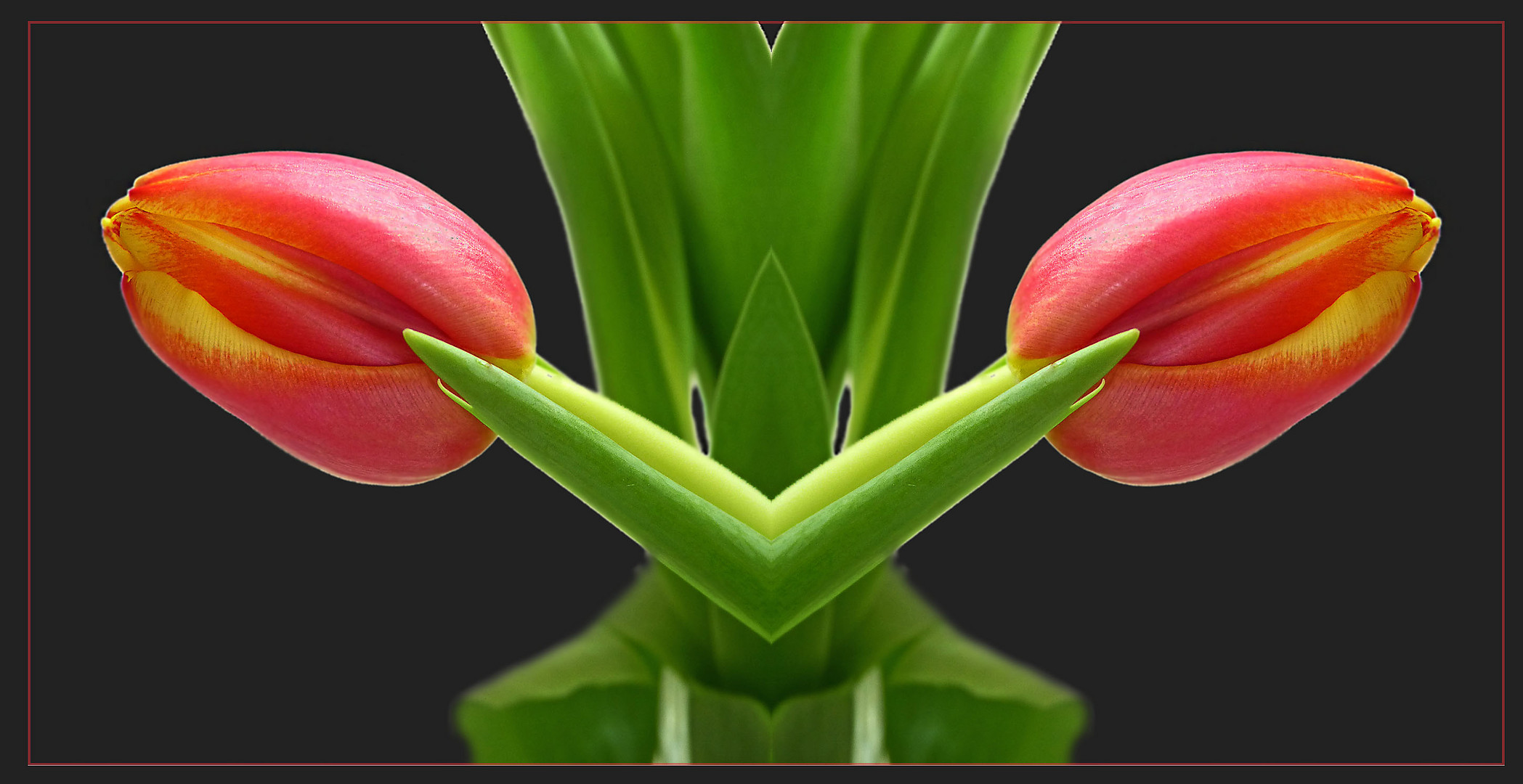 Kopf der gemeinen Tulpenschrecke