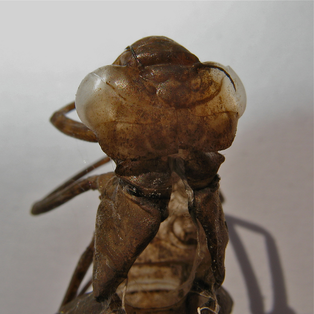 Kopf der Larvenhülle der Keilflecklibelle (Anaciaeshna isosceles)