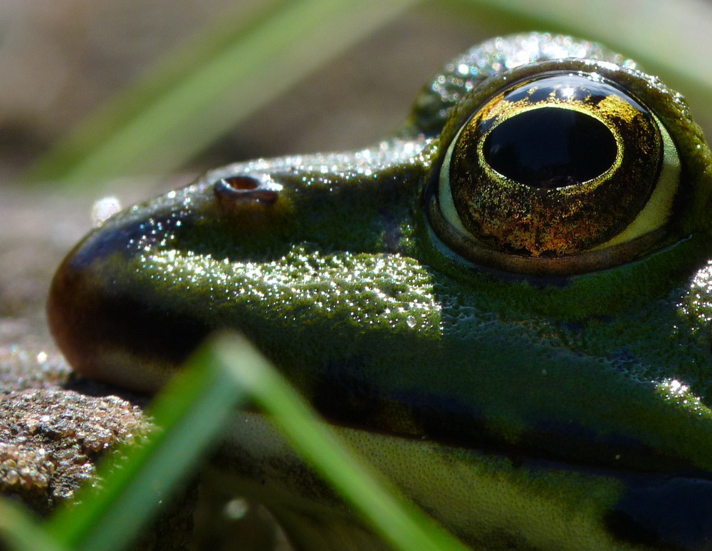 Kopf des Froschkönigs