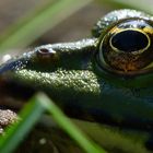 Kopf des Froschkönigs