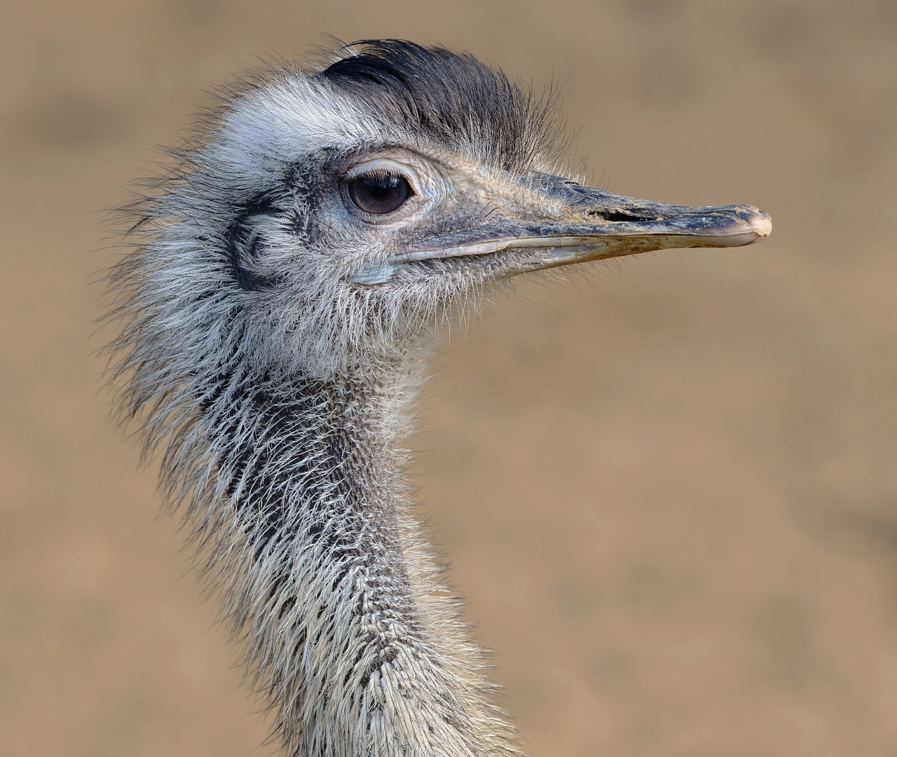 Kopf des Nandu (südarmerikanischer Laufvogel)