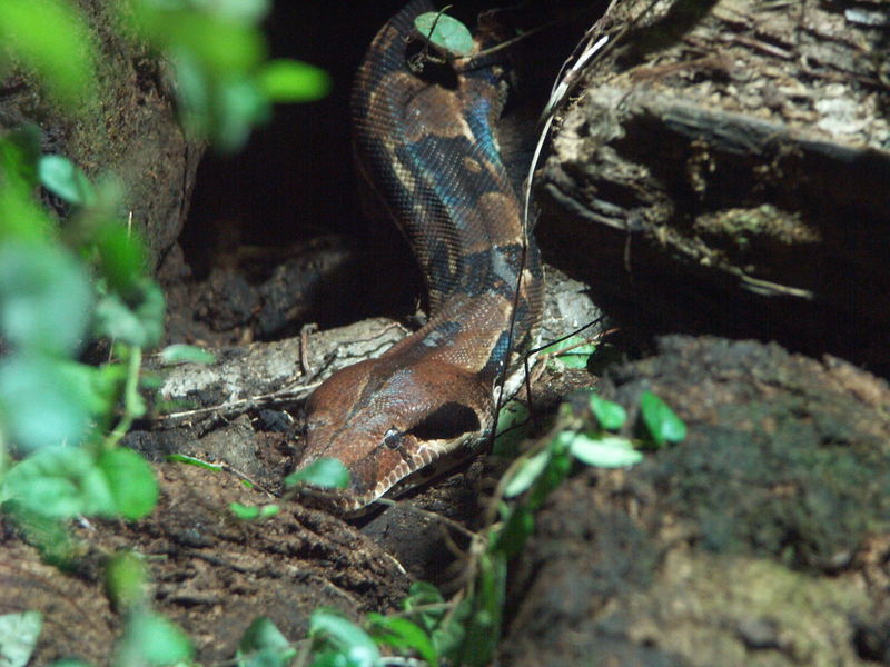 Kopf einer Boa Constrictor