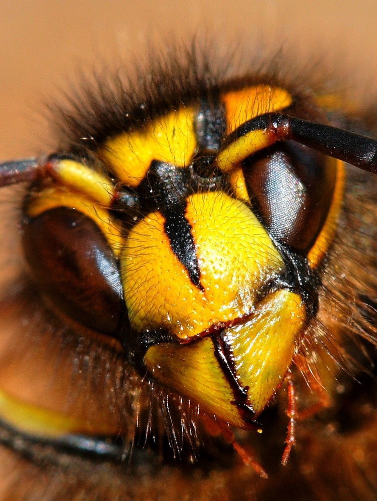 Kopf einer gemeinen Wespe (Vespula vulgaris)