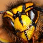 Kopf einer gemeinen Wespe (Vespula vulgaris)