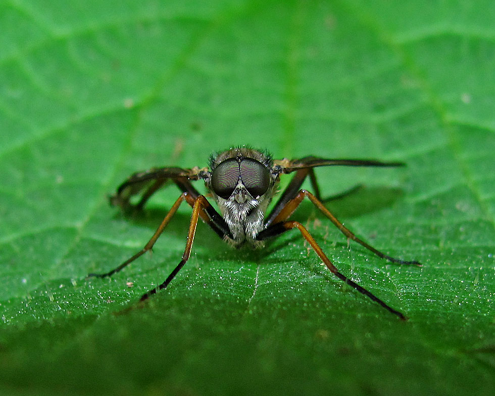 Kopf einer Ibisfliege