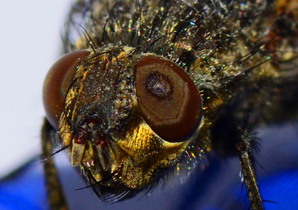 Kopf einer im Herbst sterbenden Stubenfliege (musca domestica)