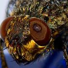 Kopf einer im Herbst sterbenden Stubenfliege (musca domestica)