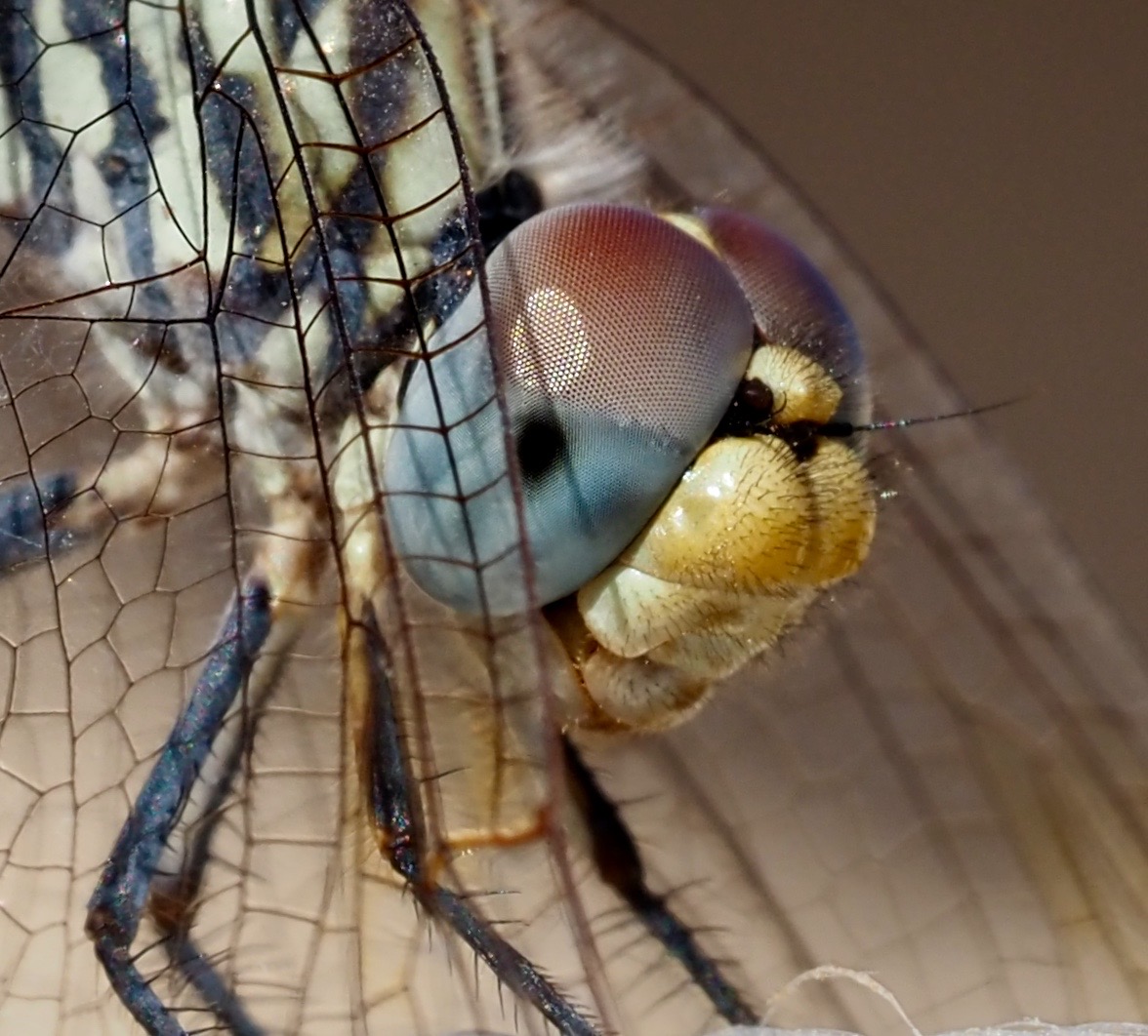 Kopf einer Libelle