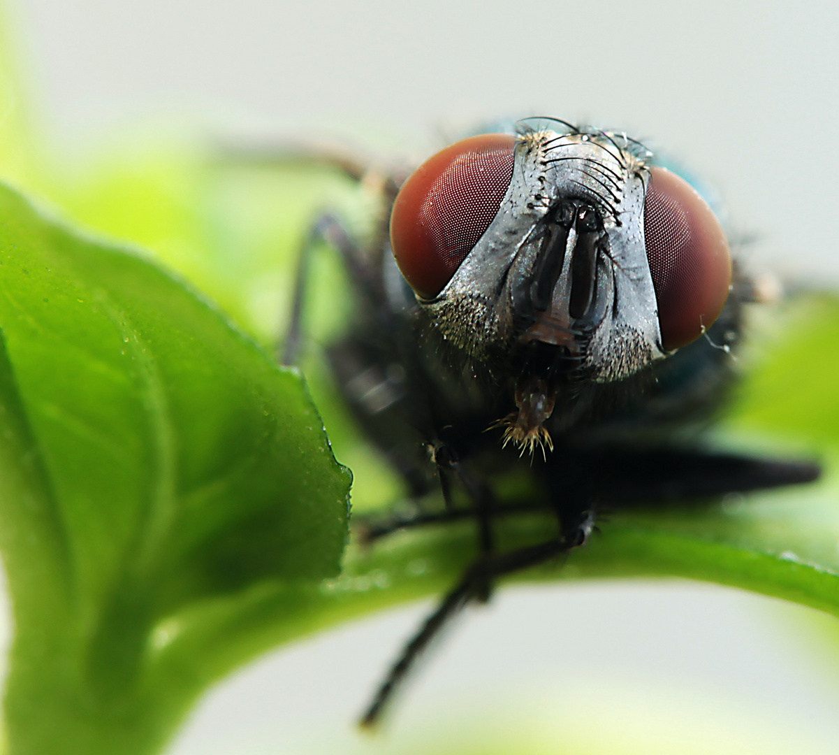 Kopf einer Schmeissfliege