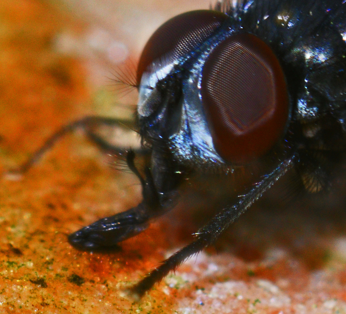 Kopf einer trinkenden Fliege mit Saugrüsseldetails