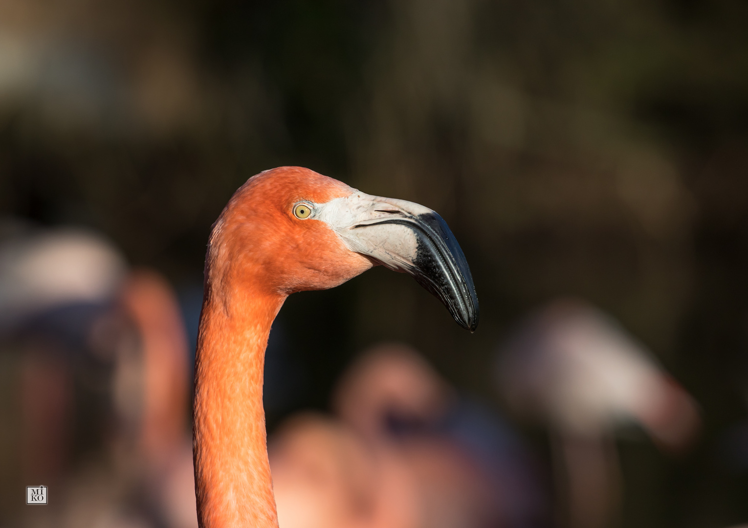 Kopf eines Flamingos