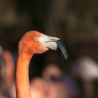 Kopf eines Flamingos