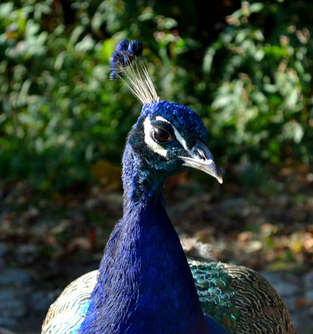 Kopf eines Pfau