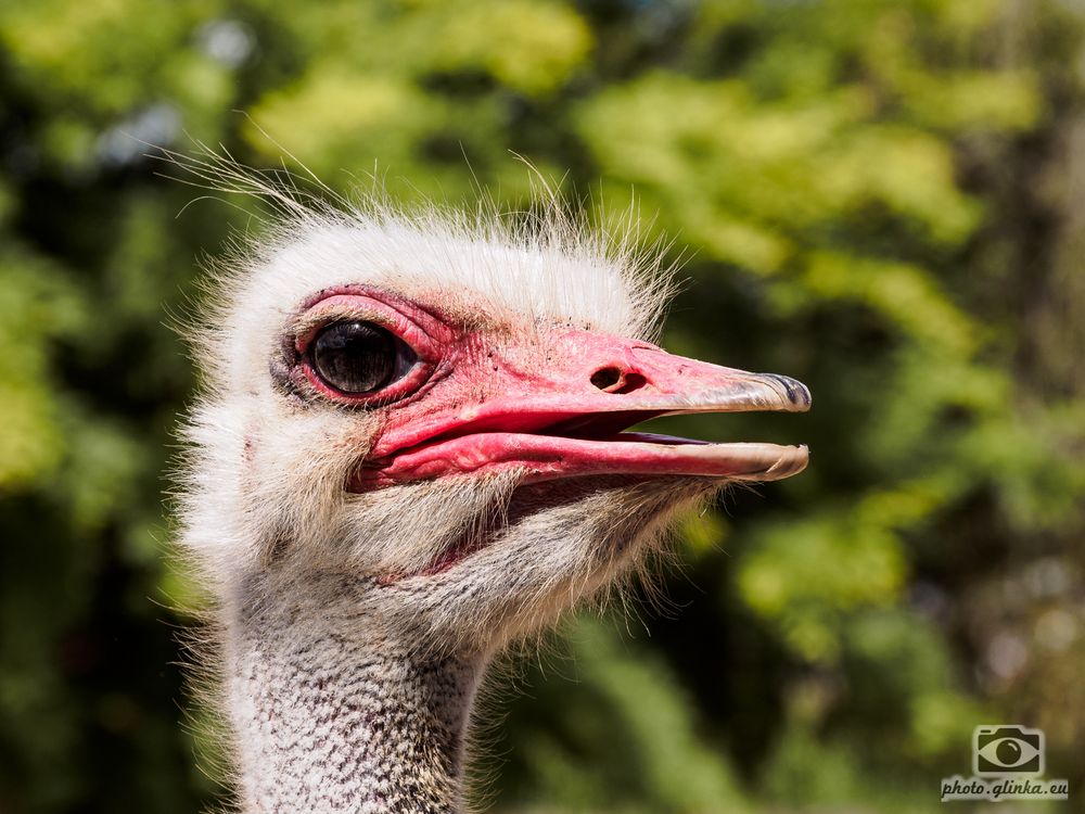 Kopf eines Straußenvogels