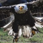 kopf einziehen- Adler im Anflug