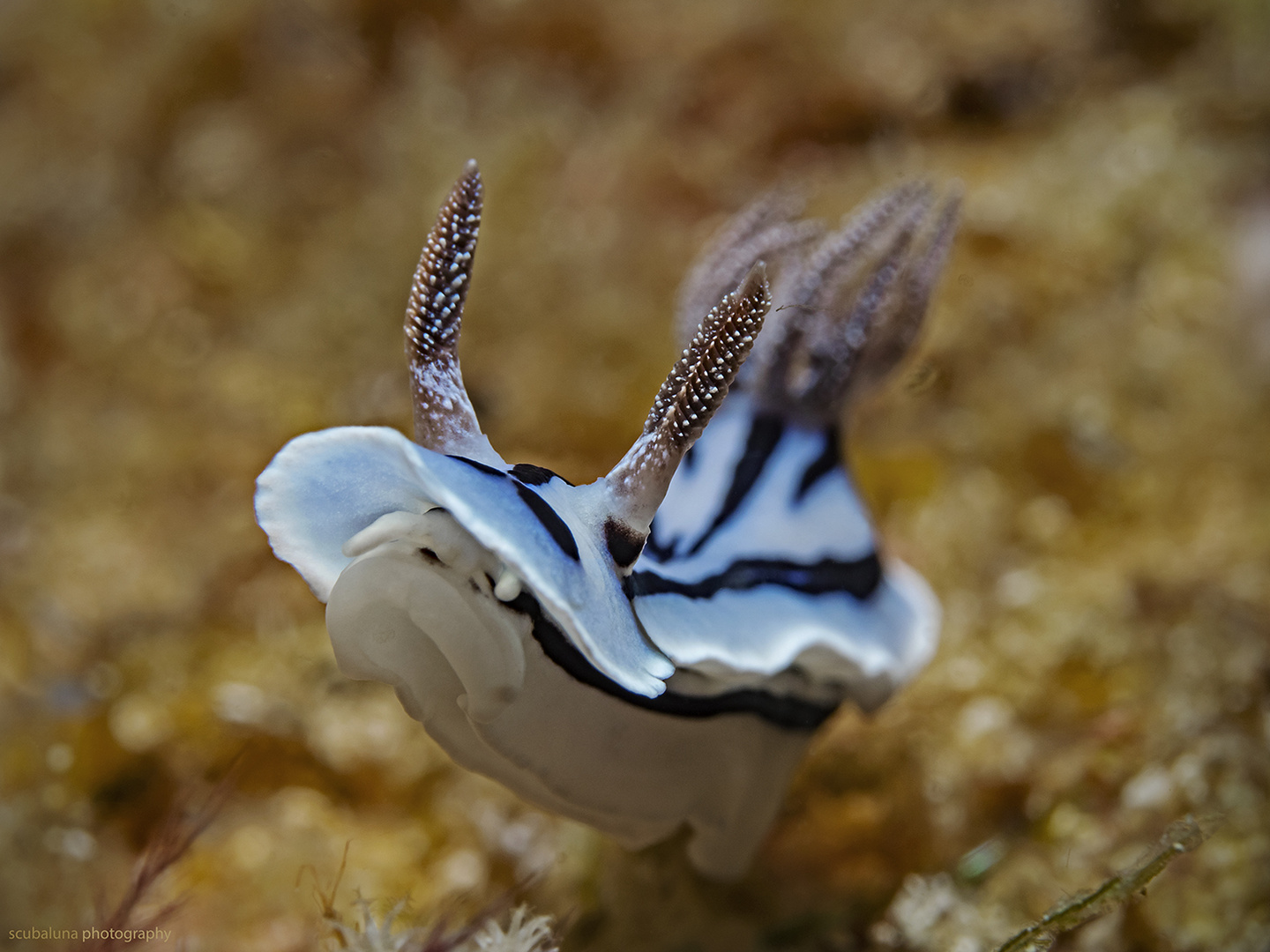 Kopf hoch Sternschnecke