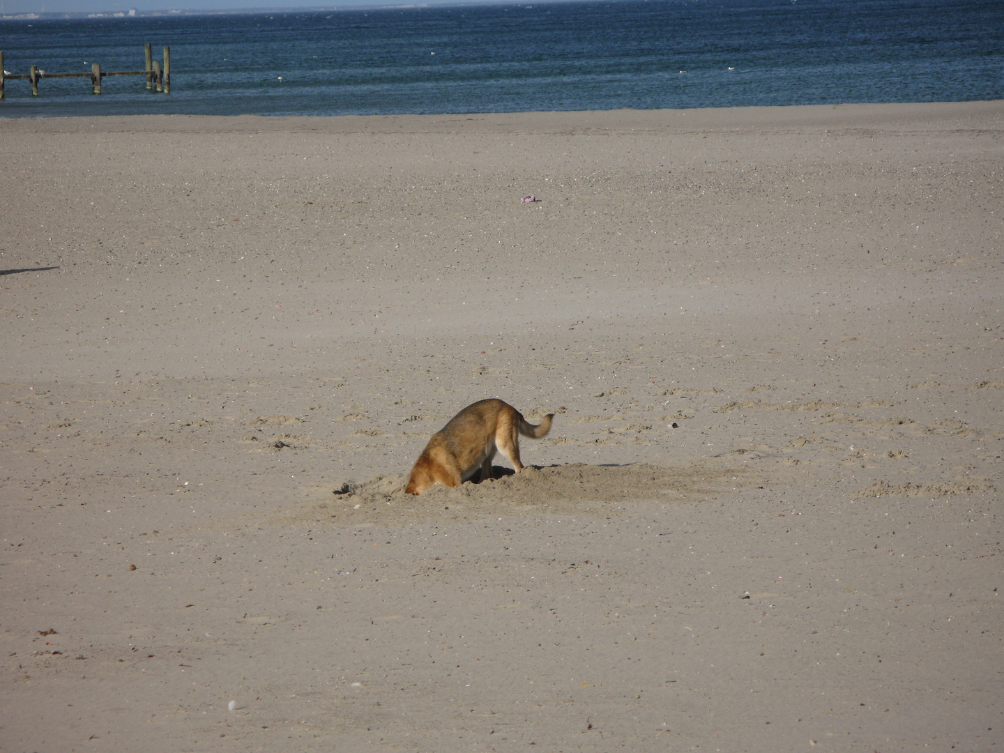 Kopf in den Sand stecken...