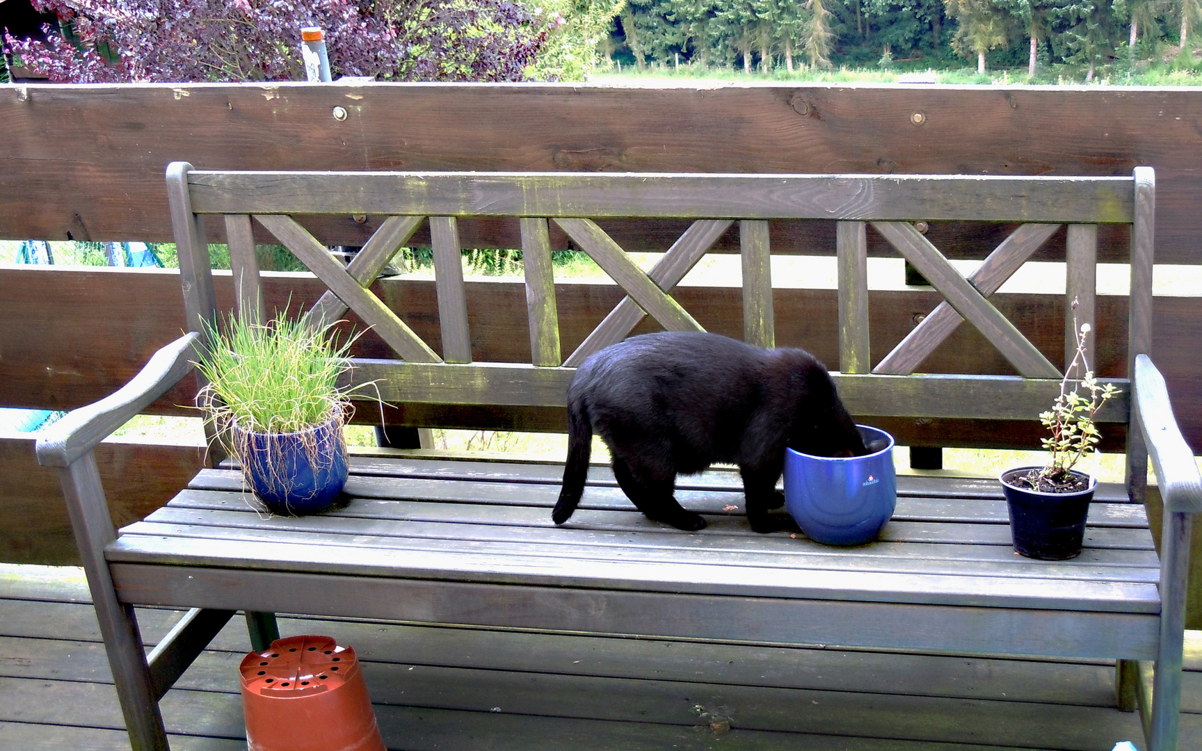 Kopf-in-den-Topf Katze