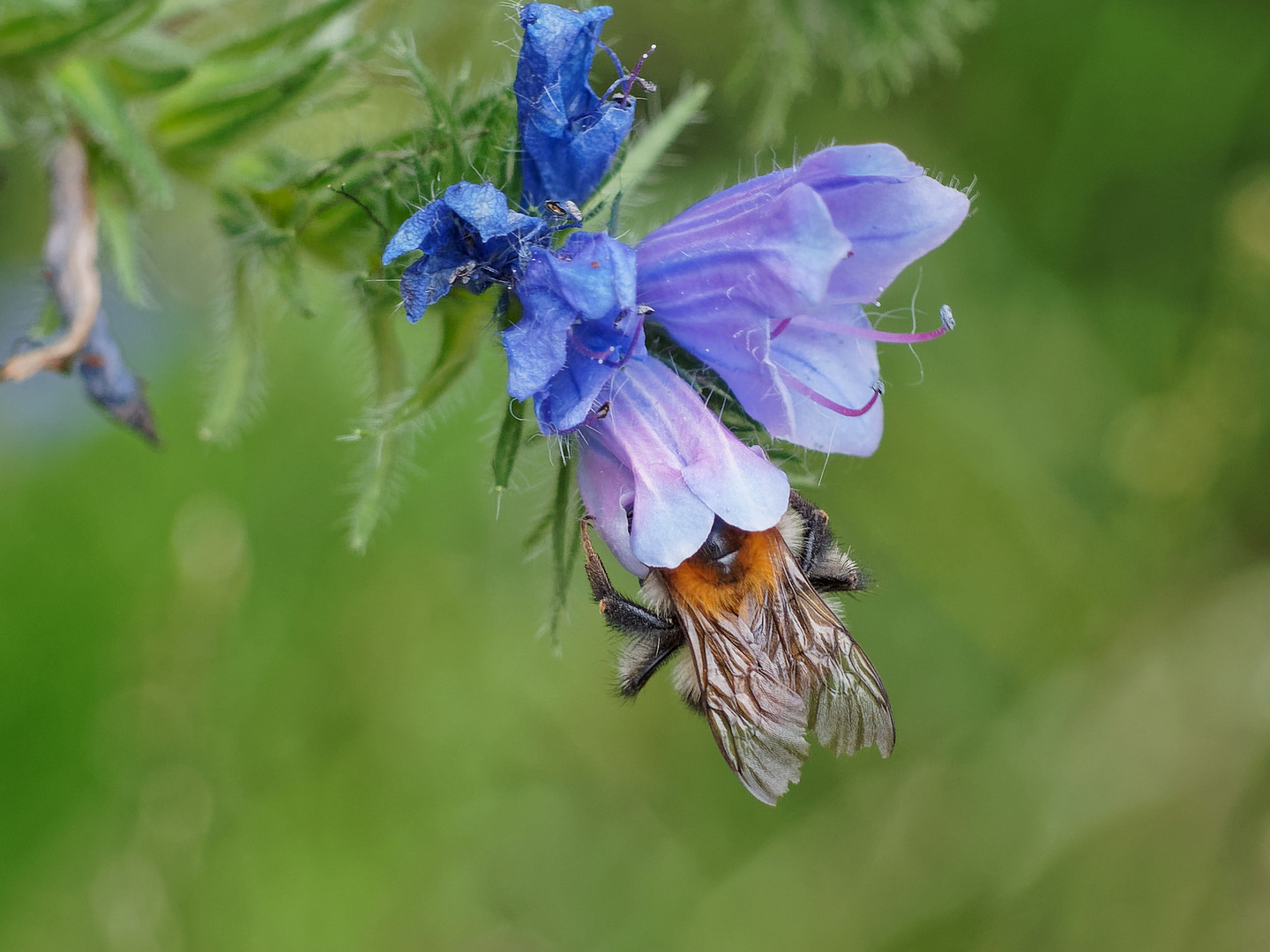 Kopf in der Blüte