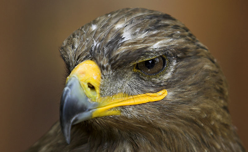 Kopf Portrait Adler