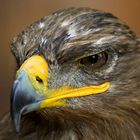 Kopf Portrait Adler