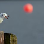 Kopf runter, Ball kommt!