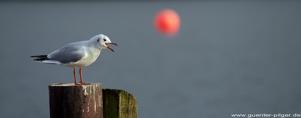 Kopf runter, Ball kommt!