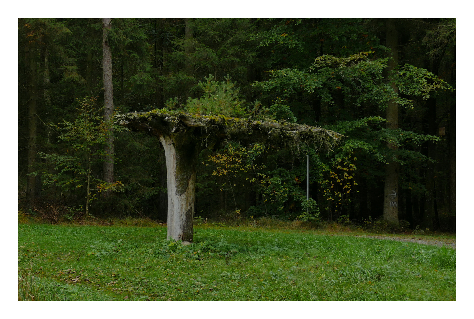 Kopf stehender Baum