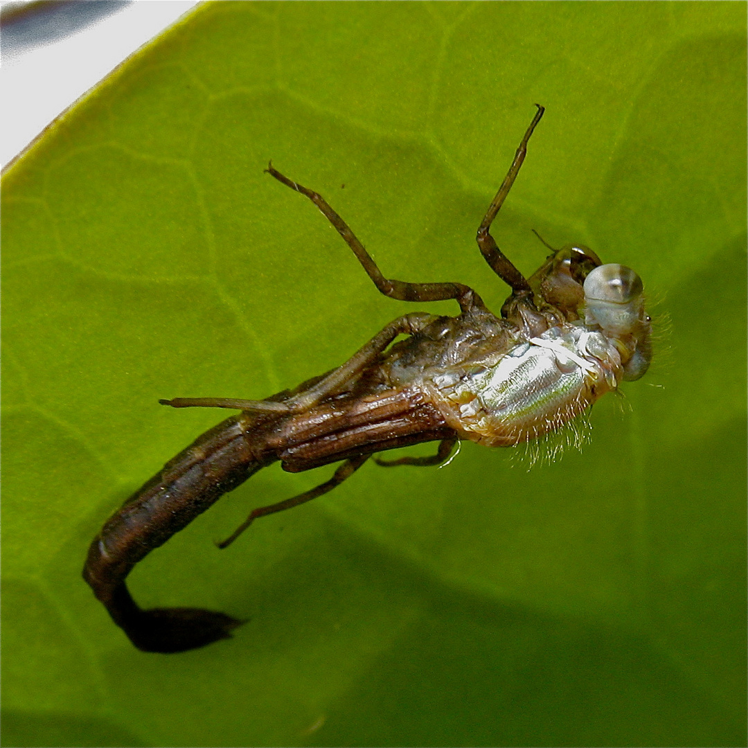 Kopf und Thorax erscheinen aus dem Schlupfspalt auf dem Rücken . . .