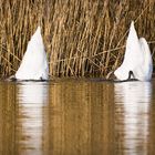 Kopf unter Wasser und Schwänzchen in die Höh`