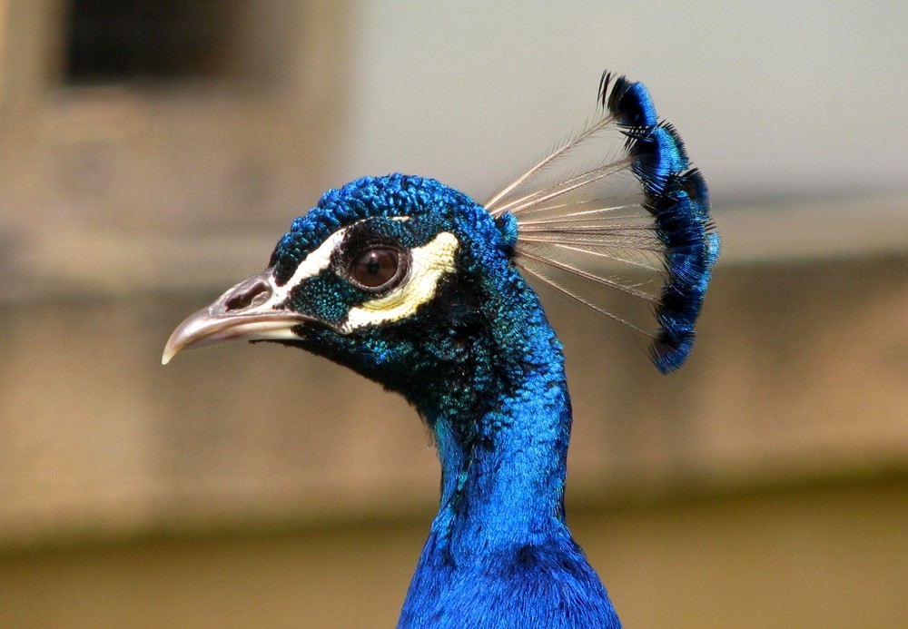 Kopf vom Pfau