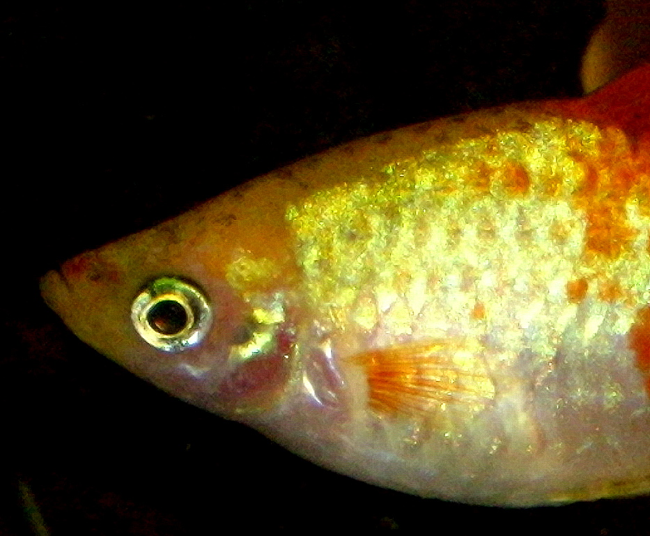 Kopf von Xiphophorus Maculatus var. Yellow