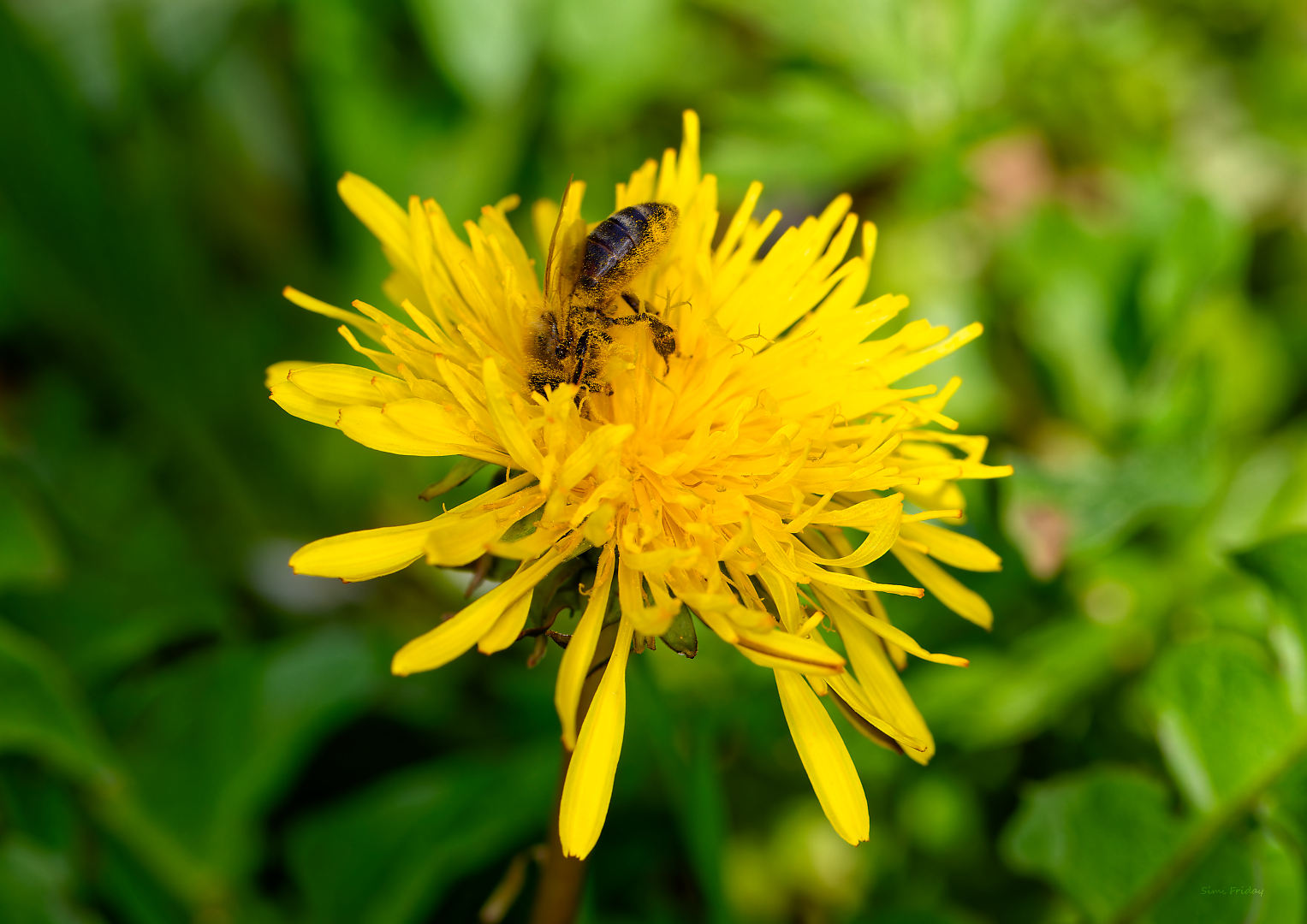 Kopf voran in den Frühling