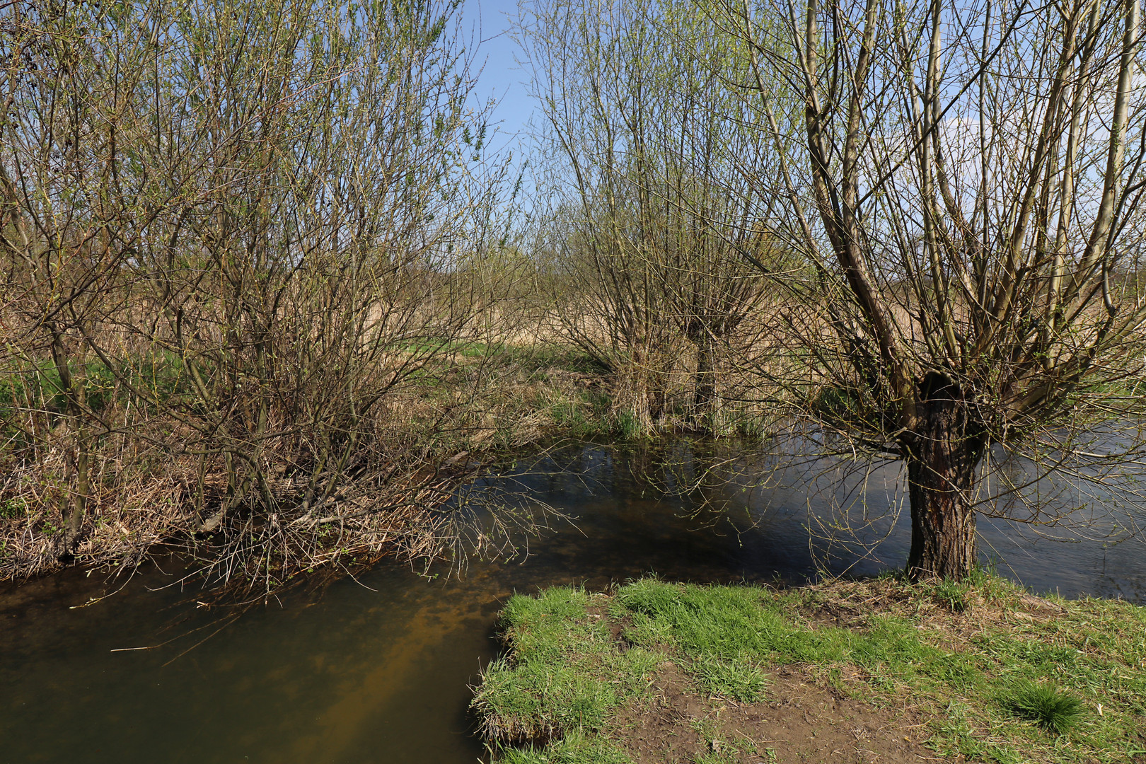 Kopfbäume am Bach