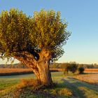 Kopfbaum am Niederrhein (D)