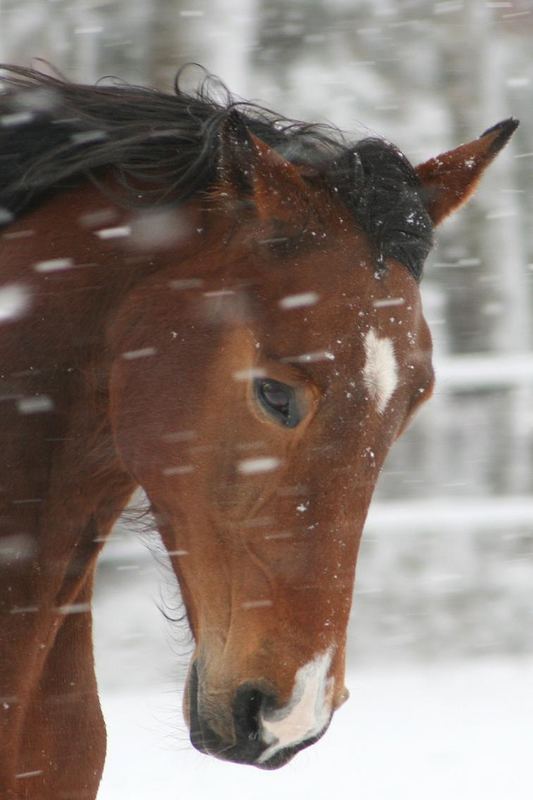 Kopfbild von Edel im Schnee