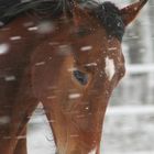 Kopfbild von Edel im Schnee